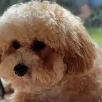 Puppy wenservice: jonge Maltipoo puppy went rustig aan het trimmen — Trimsalon Ody aan huis in Den Haag