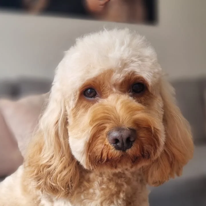 Cavapoo met verzorgde vacht thuis op de bank na een trimbeurt van Trimsalon Ody