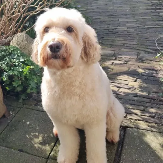 Goed verzorgde Labradoodle na een trimbeurt bij Trimsalon Ody Den Haag